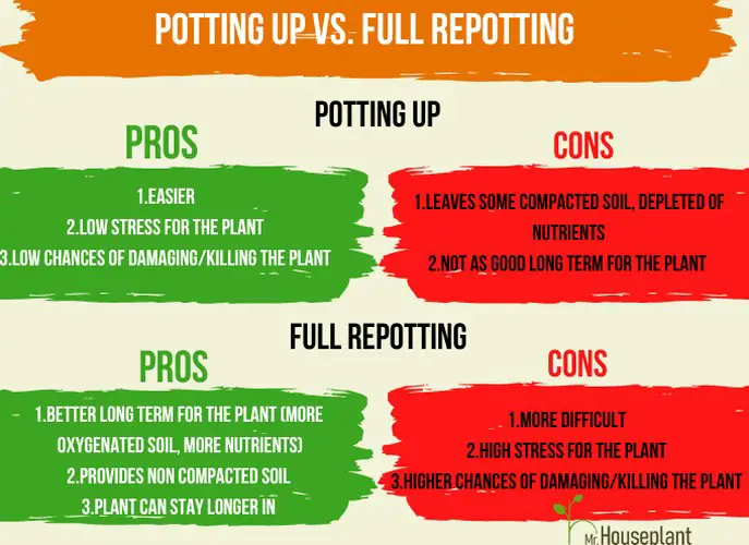 Potting up pros and cons on the left side and full repotting pros and cons on the right side