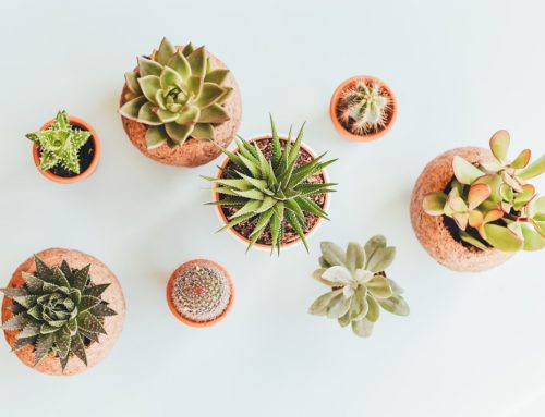 How To Repot a Houseplant? (VITAL For Plant Health)