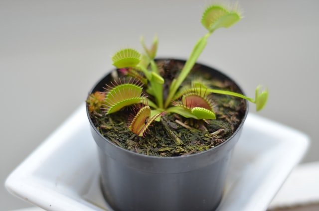 Venus,Flytrap in its grey pot on the white plate