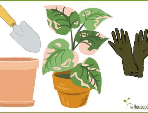 How To Repot a Houseplant? (VITAL For Plant Health)