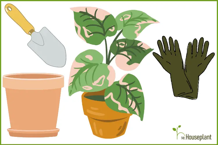 featured photo-how to repot a houseplant