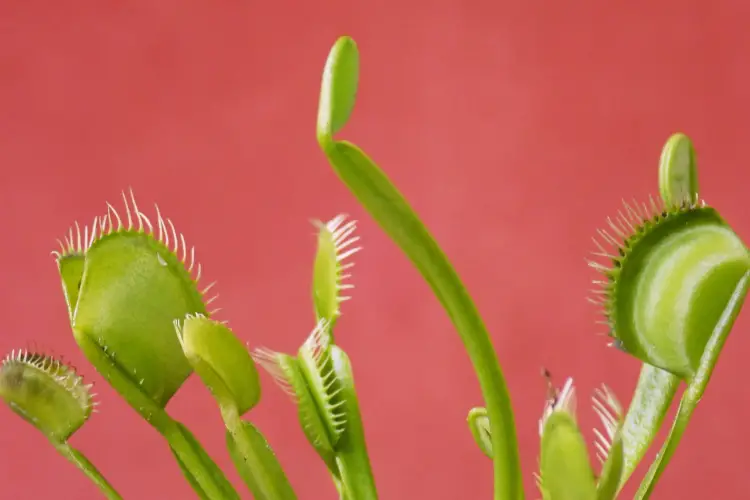 featured-venus flytrap care