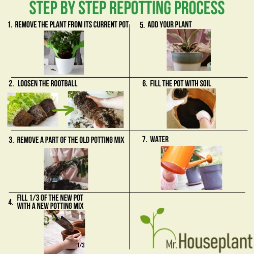Seven in one photo that represents seven steps of repotting