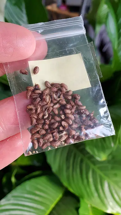 Peace-Lily-seeds Peace-Lily-seeds