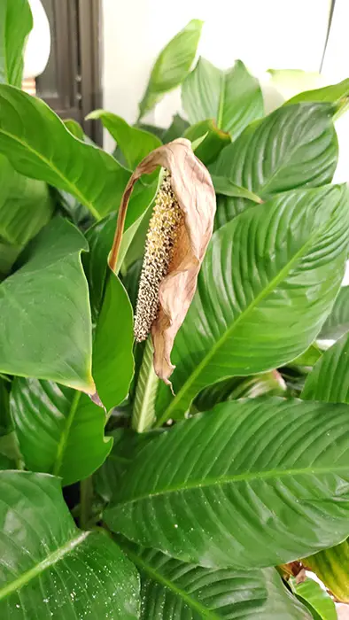 browning-peace-lily-flower browning-peace-lily-flower