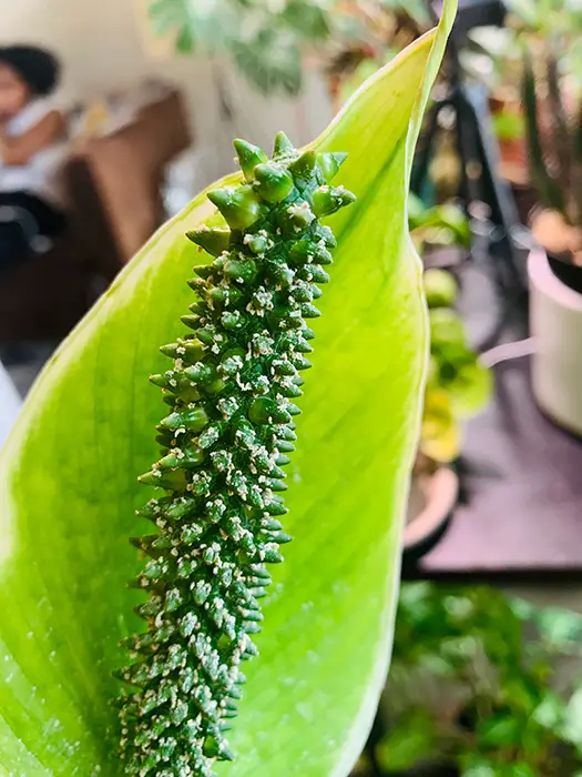 peace-lily-after-pollination-swollen-flowers