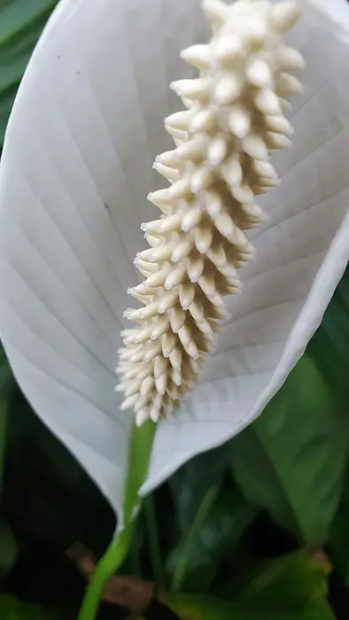 peace-lily-fuzzy-flowers