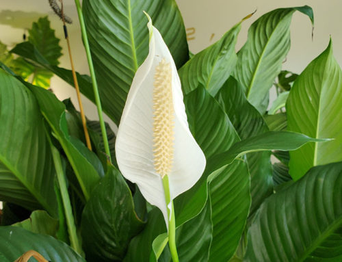 How To Pollinate A Peace Lily Plant