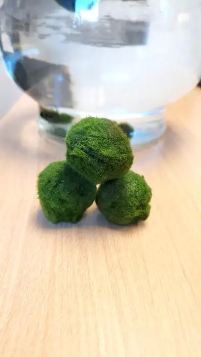 Marimo Moss Balls Marimo Moss Balls