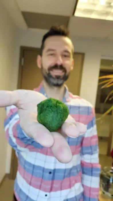 Marimo moss ball and Mr. Houseplant Mr. Houseplant and marimo moss ball