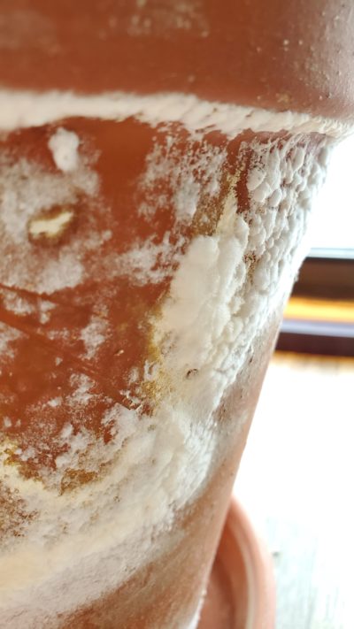 Mold on terracotta pots – Mr. Houseplant 1