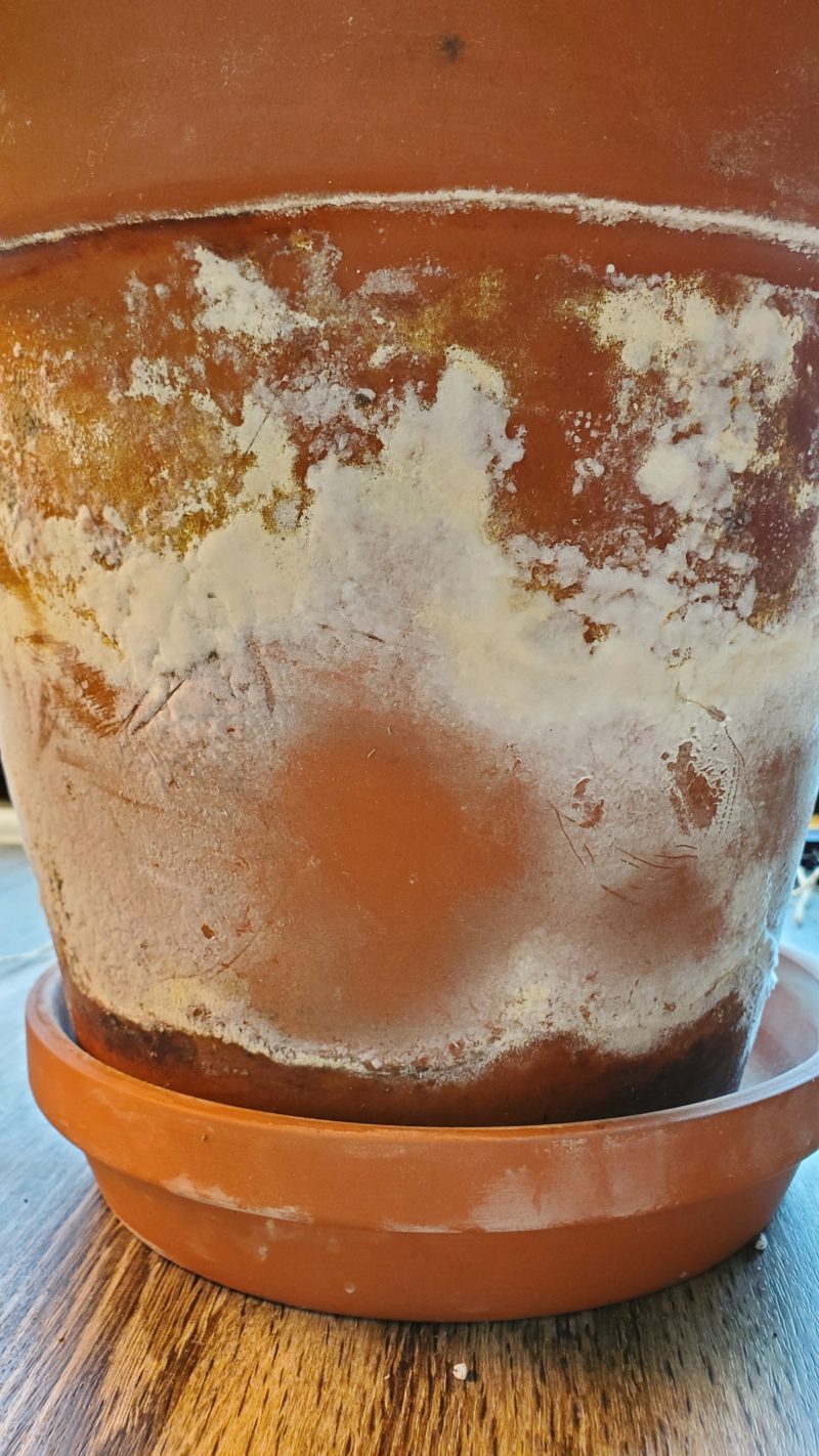 Mold on Terracotta Pot (How to Remove It) - Mr.Houseplant
