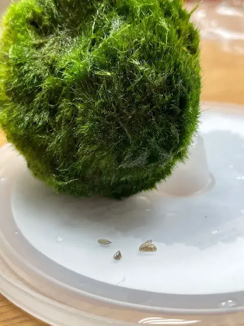 Zebra mussels on moss balls