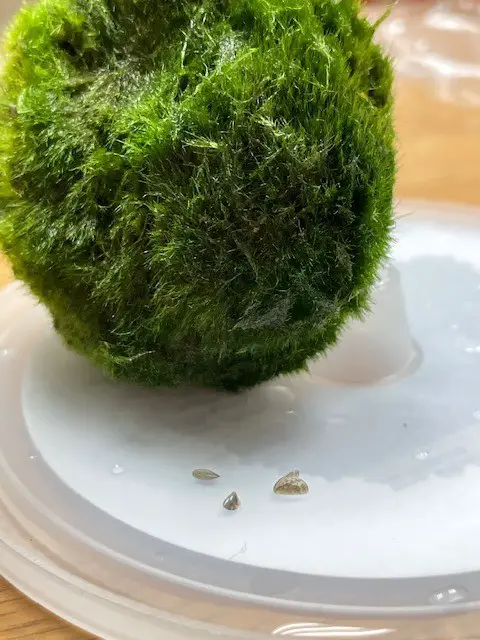 Moss ball and zebra mussels Zebra mussels on moss balls