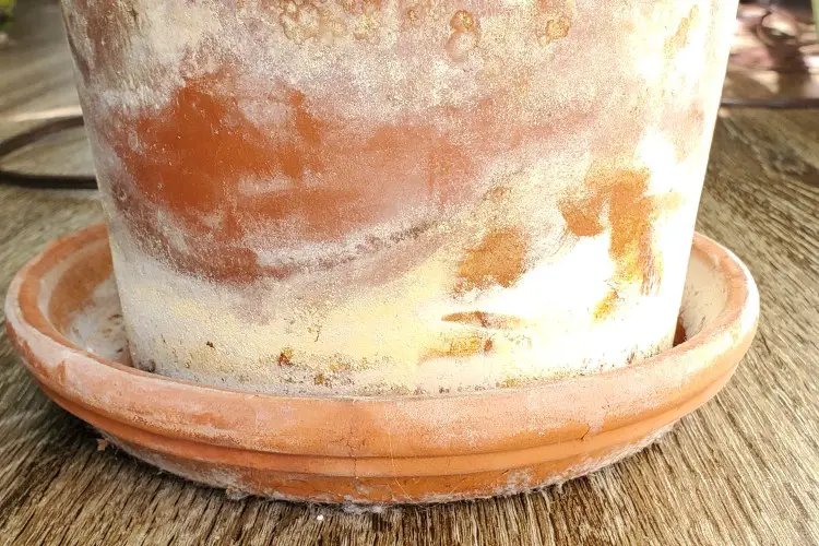 What are these tiny white bugs on my terracotta pots? Are they