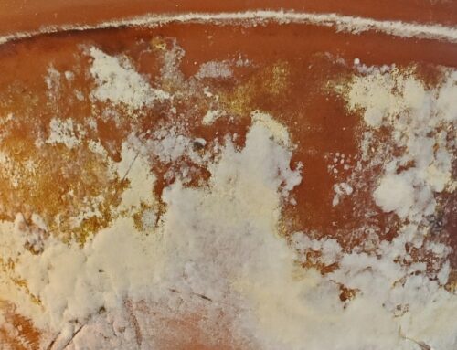 Mold on Terracotta Pot (How to Remove It)