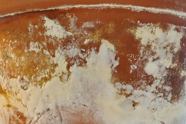 featured-mold on terracotta pot