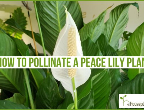 How To Pollinate A Peace Lily Plant