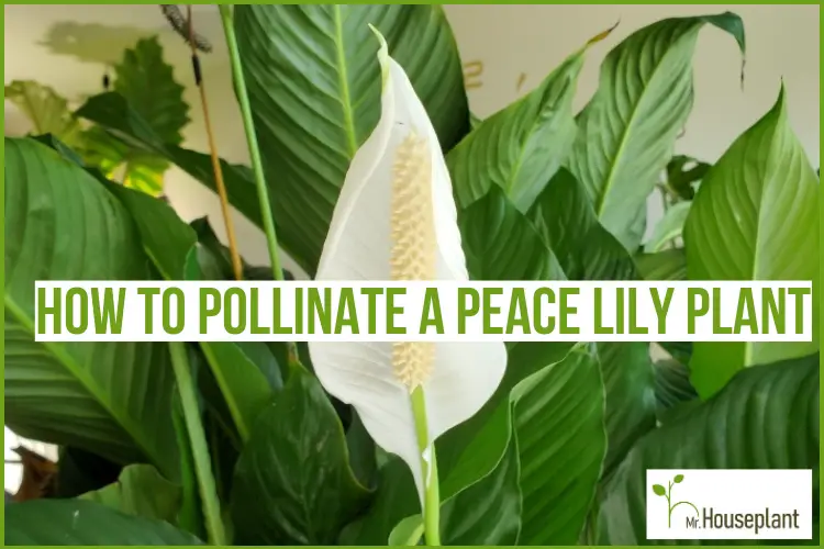 featured-peace lily pollination