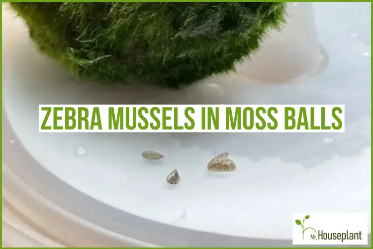 featured-zebra mussels in moss balls