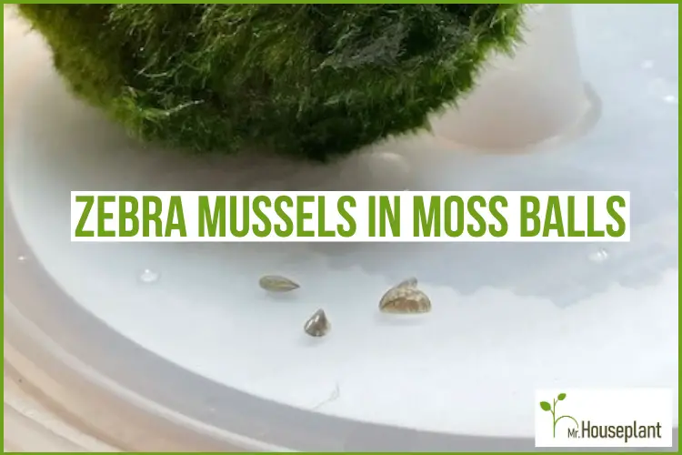 Aquarium moss balls contaminated with invasive species found in