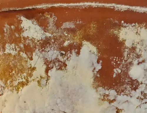Mold on Terracotta Pot (How to Remove It)