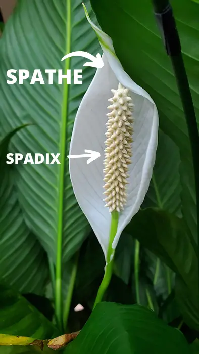 Demonstration of spathe and spadix on a peace lily flower stalk