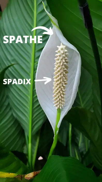 peace lily flower – spathe and spadix Demonstration of spathe and spadix on a peace lily flower stalk