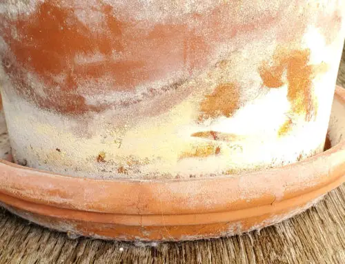 How to Clean Terracotta Pots from White Residue?