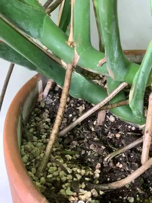 Aerial Roots on Monstera by Mr. Houseplant