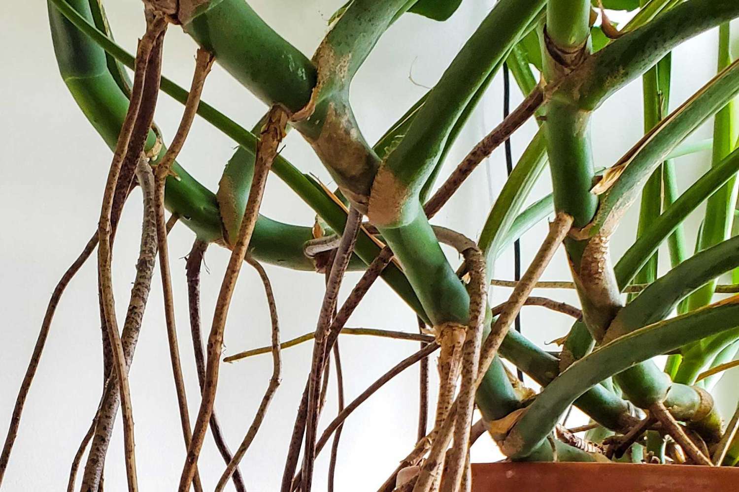 Aerial-Roots-5-Mr.-Houseplant-cover Aerial Roots on Monstera by Mr. Houseplant