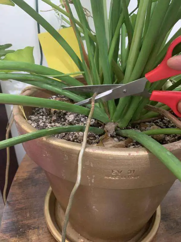 Cutting Aerial Roots on Philodendron by Mr. Houseplant