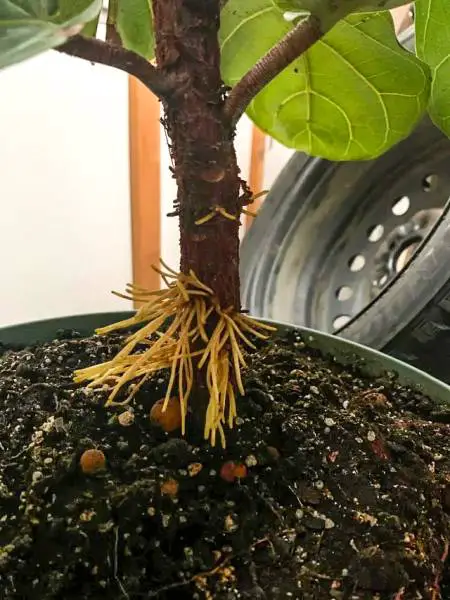 Aerial Roots on Ficus Lyrata