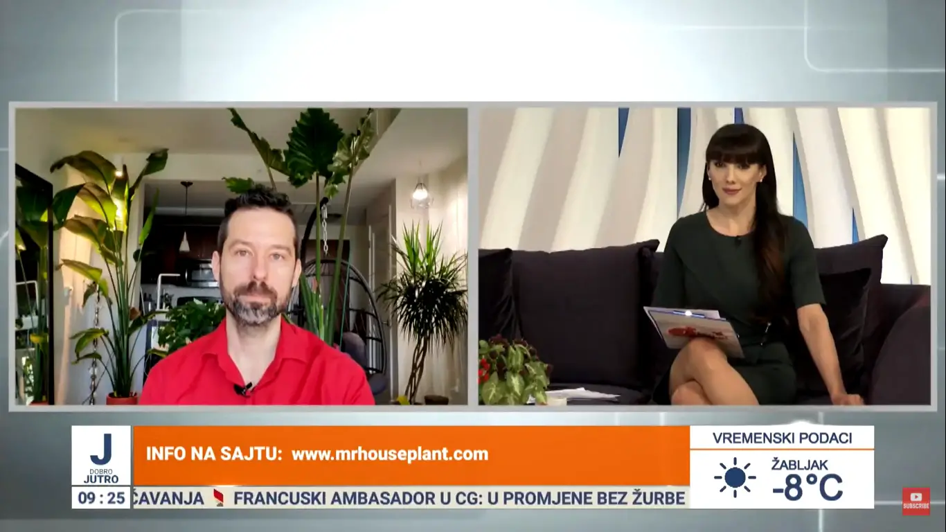 Mr. Houseplant on Montenegro TV, Morning show