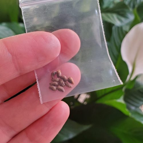 Peace Lily Seeds by Mr. Houseplant