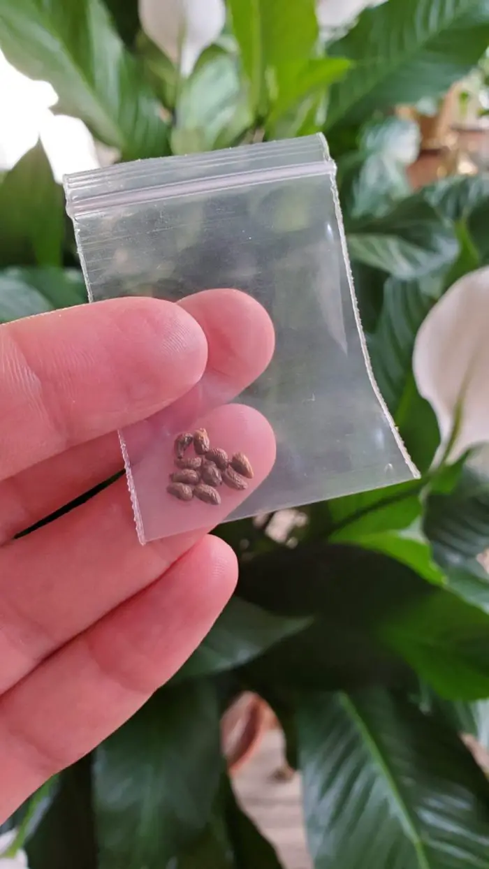 Peace Lily Seeds by Mr. Houseplant