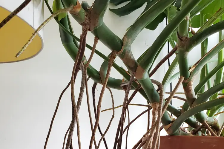 featured-aerial roots