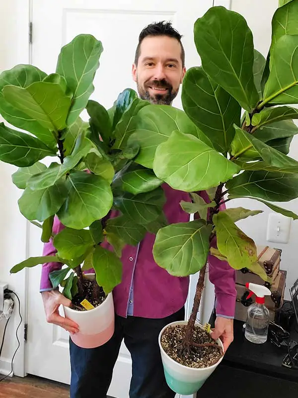 Fiddle Leaf Fig and Mr. Houseplant