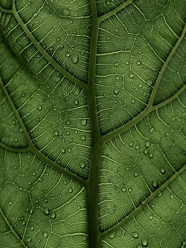 Fddle leaf fig upclose