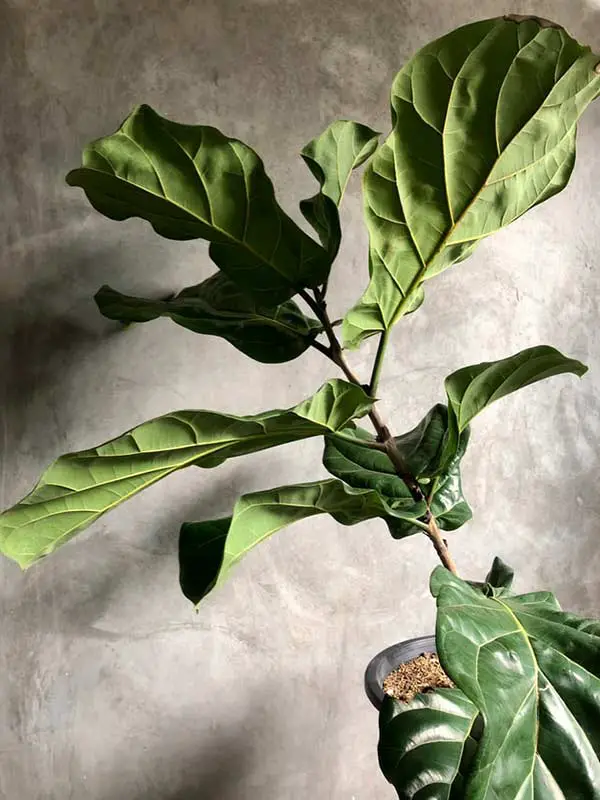 Fiddle-leaf-fig