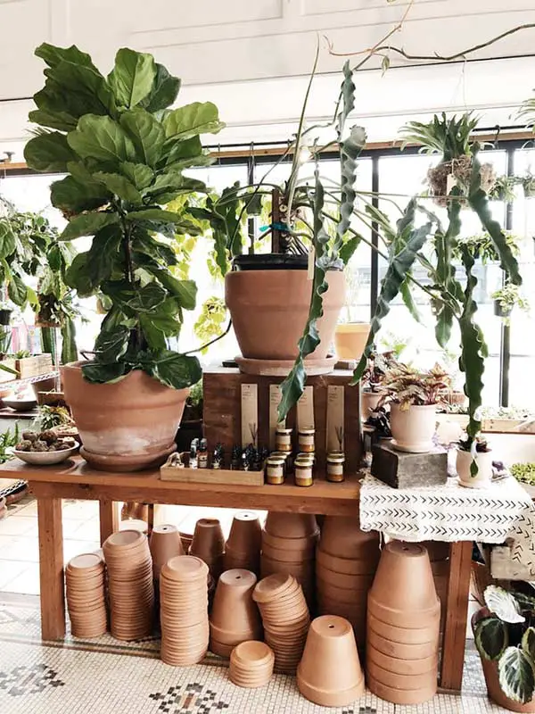 Fiddle leaf fig in a plant shop