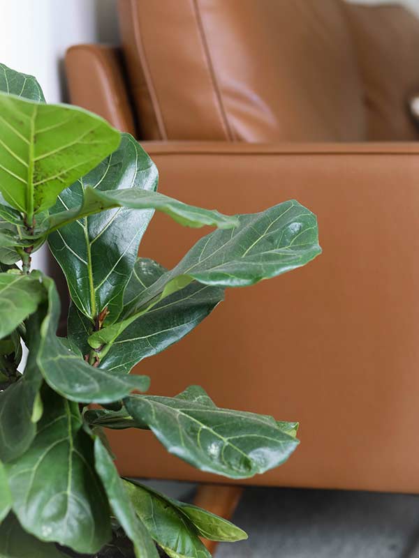 Fiddle Leaf Fig