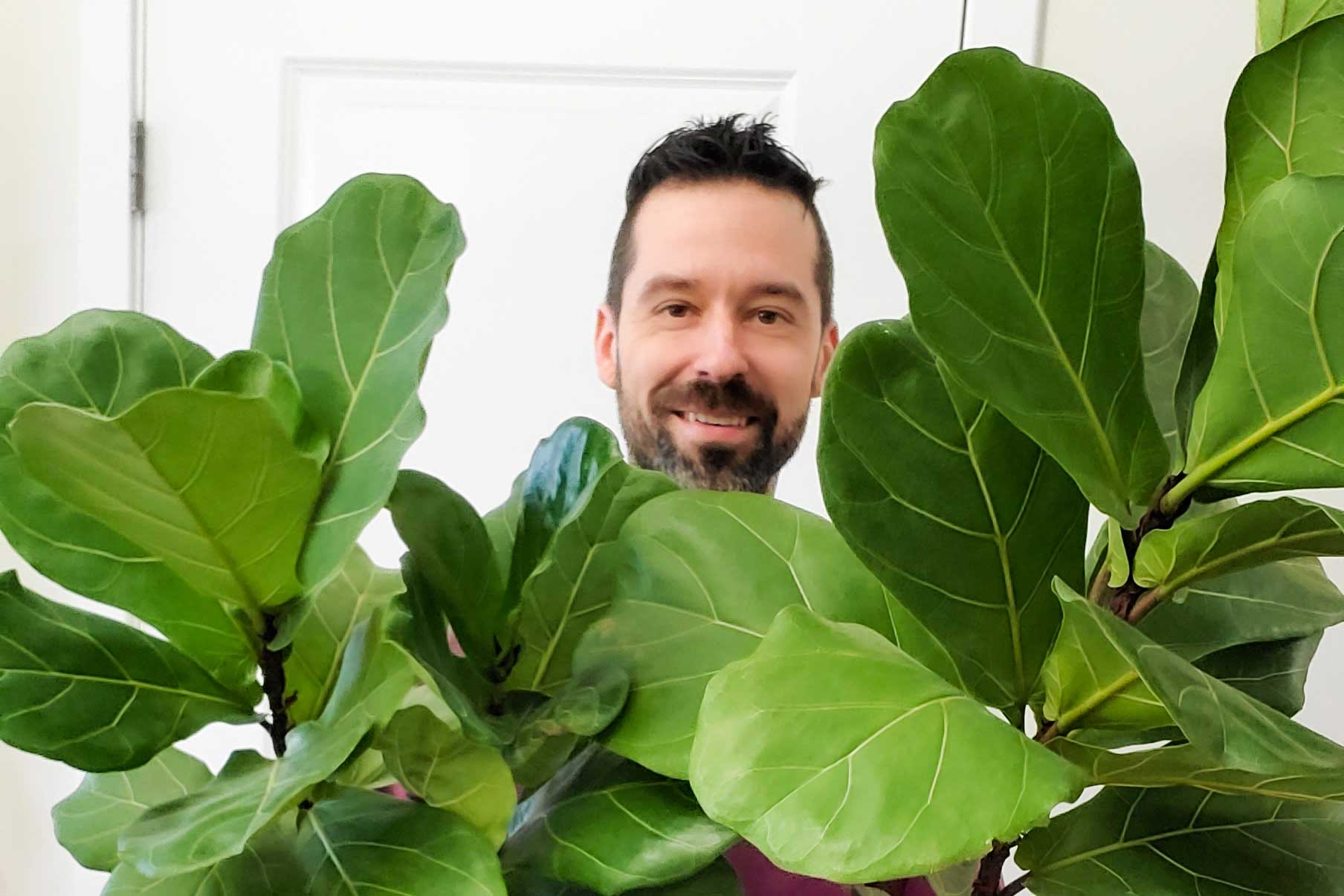 Fiddle Leaf Fig and Mr. Houseplant cover image