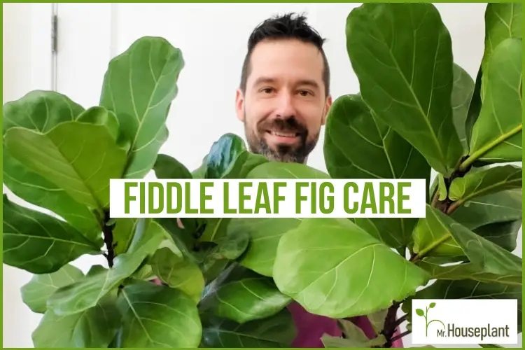 featured-how to care for a fiddle leaf fig