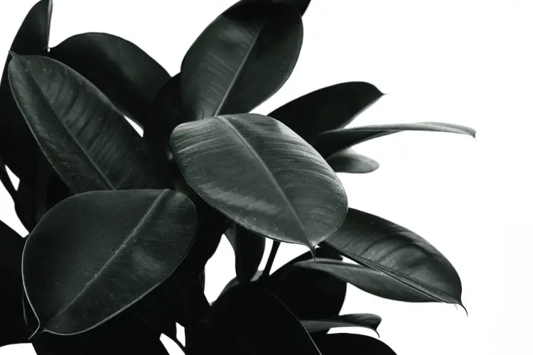 featured-rubber plant care