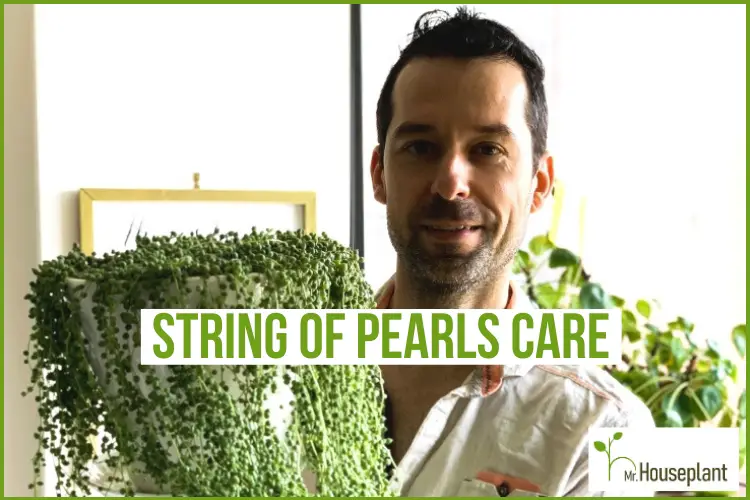 String of Pearls Care: Watering, Pruning, and More - Advice From