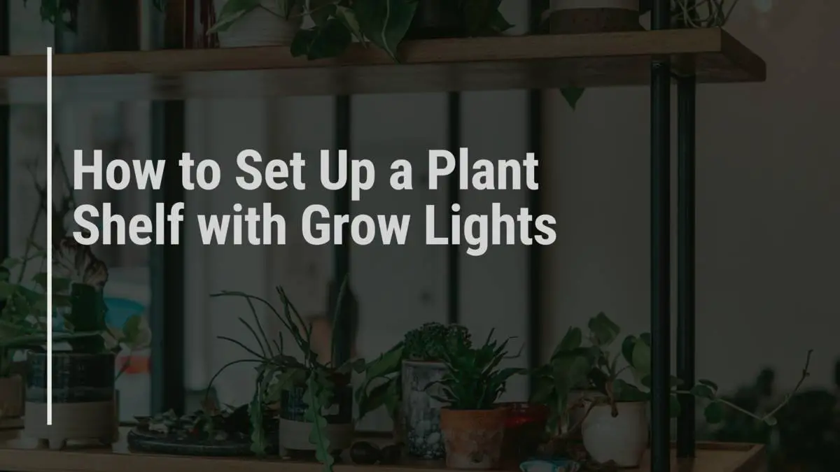 how to set up a plant shelf with grow lights