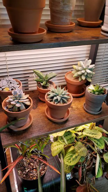 Mr. houseplant's open grow light shelf