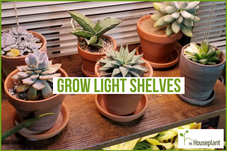 featured-grow light shelves