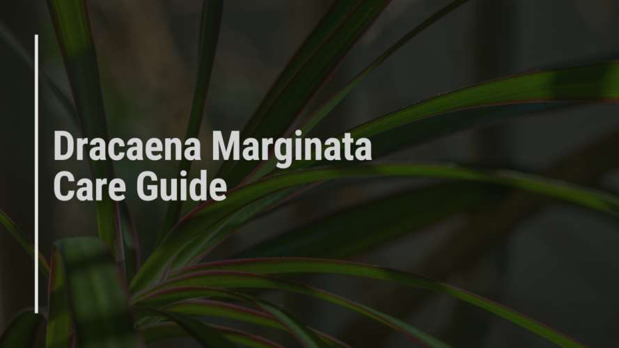 Dracaena Marginata Care Guide (Dragon Tree)